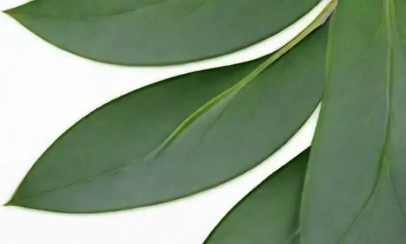 Líneas suaves y verdes crean una composición armoniosa de hojas de eucalipto y botellas